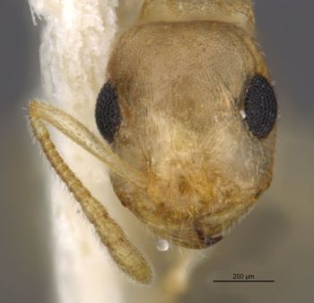 Media type: image;   Entomology 35263 Aspect: head frontal view